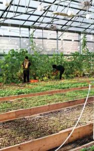 The Food Project Connects Communities to Fresh Food Image